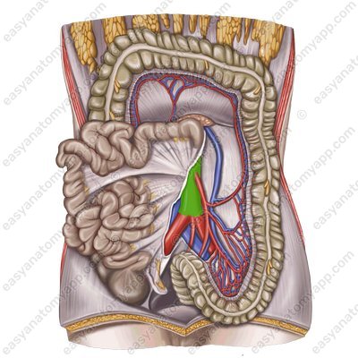 Abdominal aorta (pars abdominalis aortae)